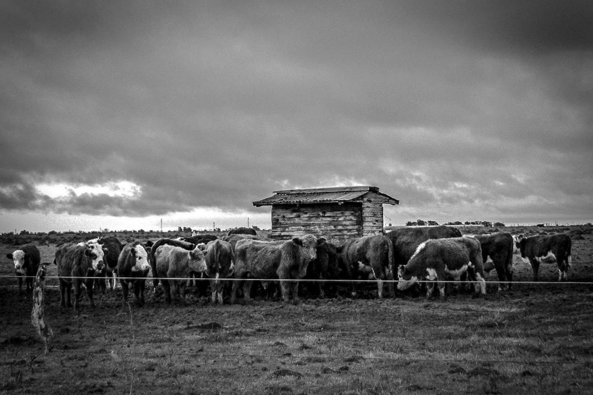 Dialoghi sulla vita intorno all’asado