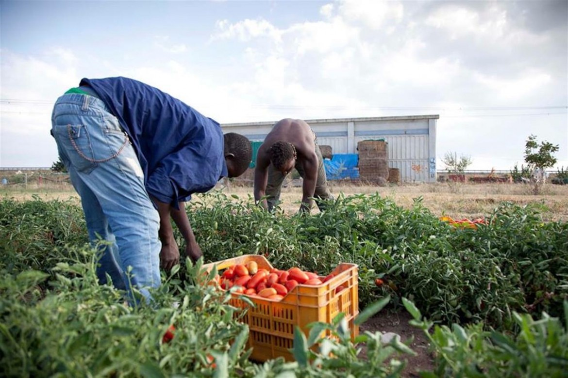 I migranti sorreggono l’agricoltura ma il decreto flussi li blocca