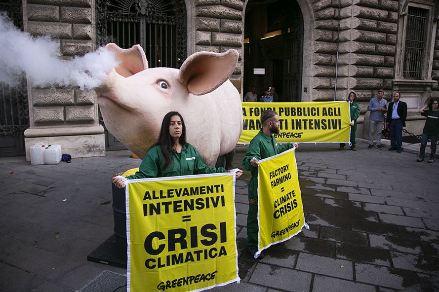 Le «fabbriche della carne» che inquinano il pianeta