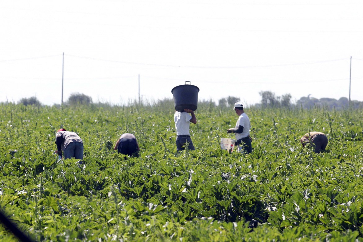 Smantellata rete di caporali nel marchigiano, vessavano lavoratori pakistani