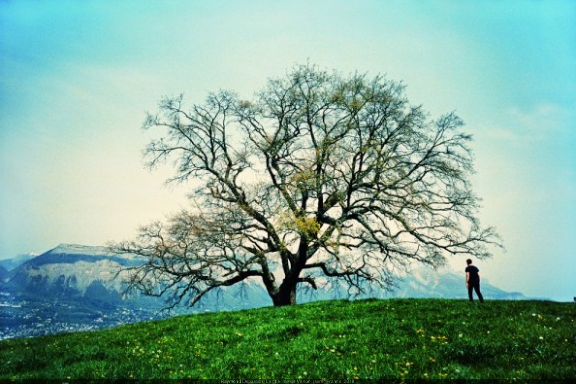 Alla Fondation Cartier gli alberi siamo noi