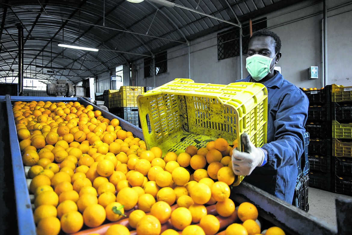 I dimenticati di Rosarno tra paura e non lavoro