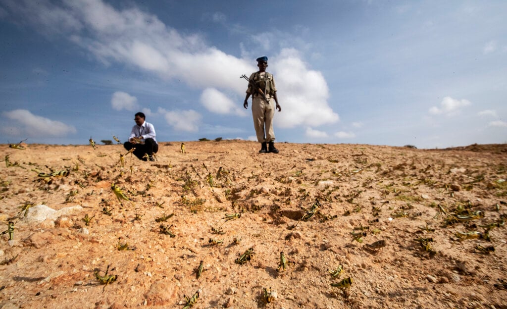 Cambia il clima e le cavallette si mangiano mezza Africa