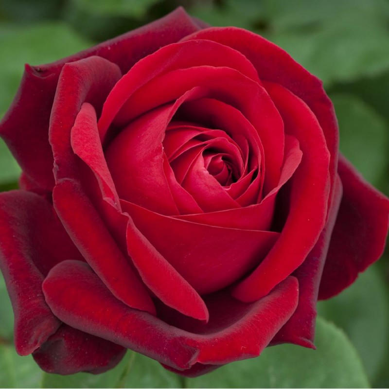 Ogni giardino dovrebbe avere almeno una rosa