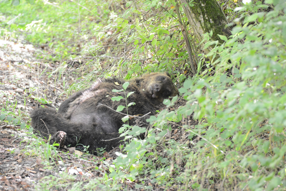 L’Aquila, storica condanna per aver ucciso un orso