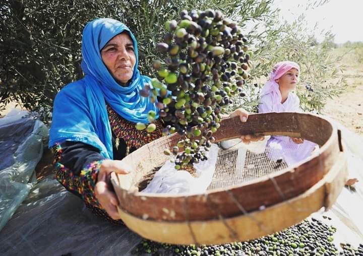 All’ombra degli ulivi, palestinesi sempre più poveri