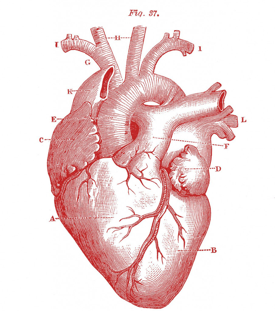 La poesia e la sua anatomia sentimentale