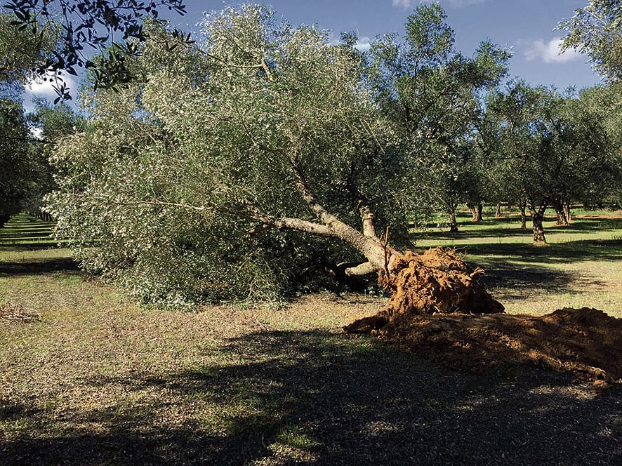 Xilella, un racconto per immagini