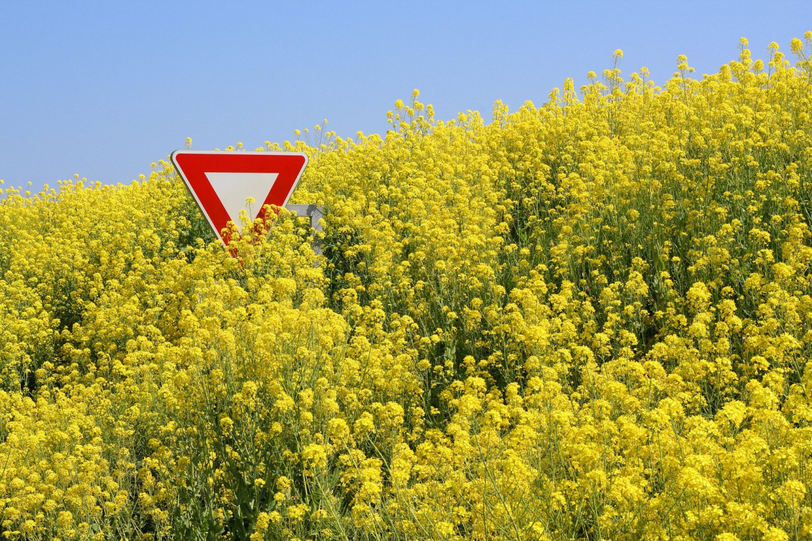 Agricoltura a rischio, Bellanova ci riprova con le coltivazioni Ogm