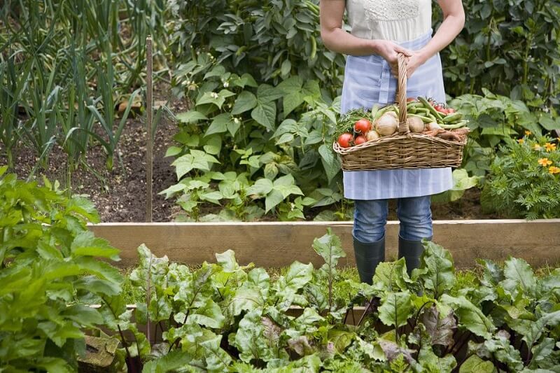 Gli improvvisati esperti di agricoltura biodinamica