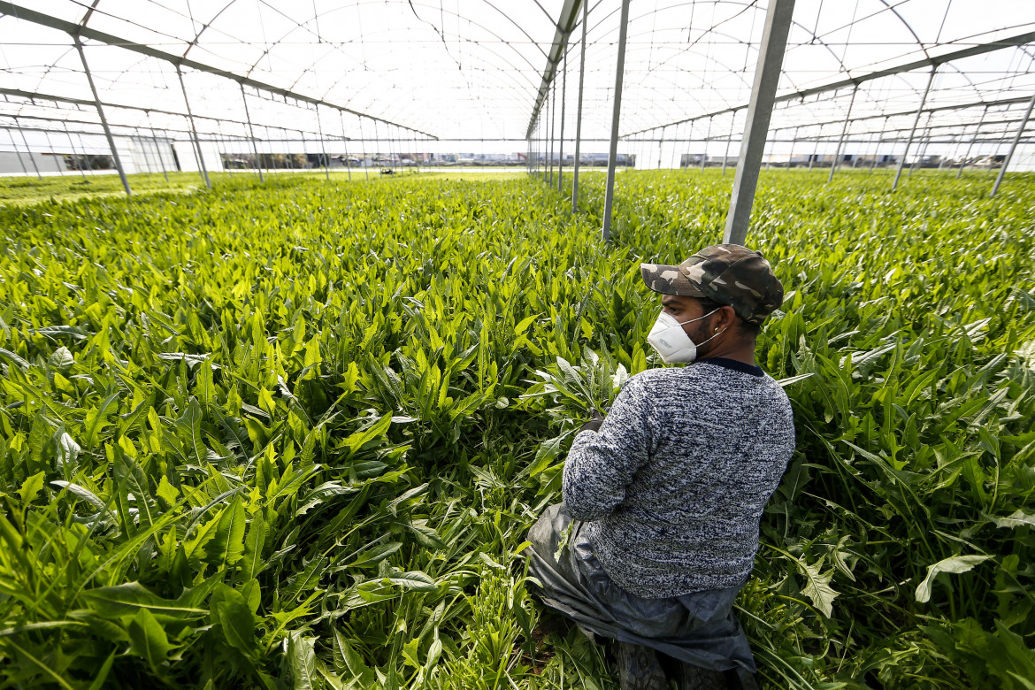 La questione salariale degli agricoltori e le bandierine del Governo Meloni