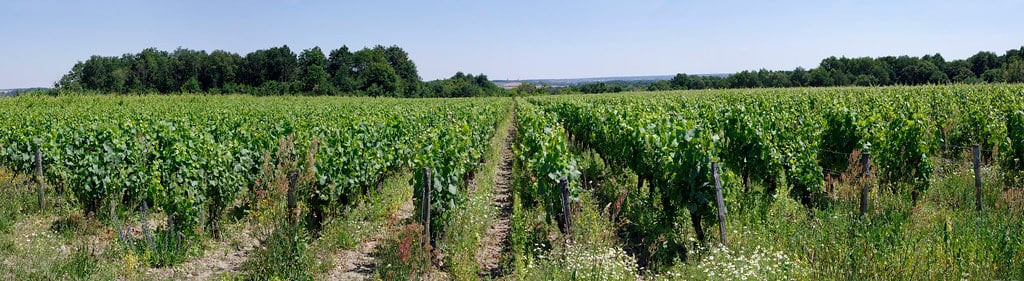 Nel «cuore del vino», una vicenda autobiografica