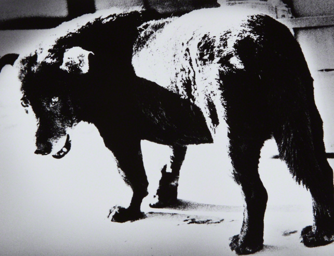 Paris Photo, una fiera selvaggiamente animale