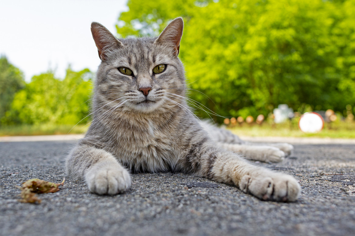 La giornata del gatto