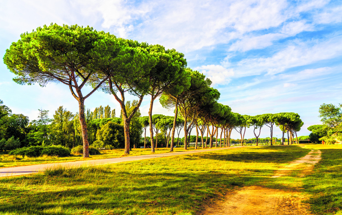 Uno scorcio del Parco di San Rossore