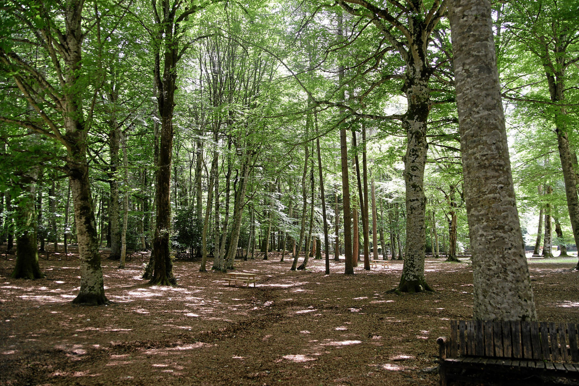 L’Italia è piena di foreste eppure importa il legno