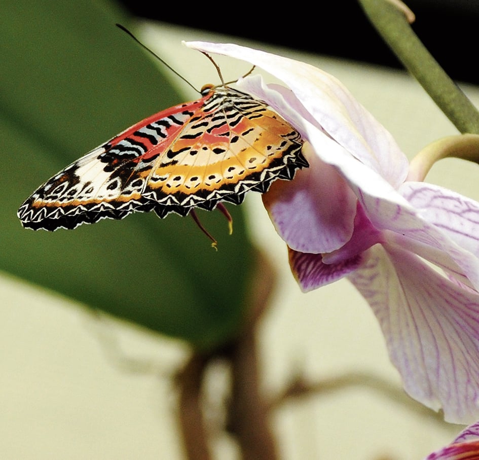 La specie umana non sopravviverà al declino delle api