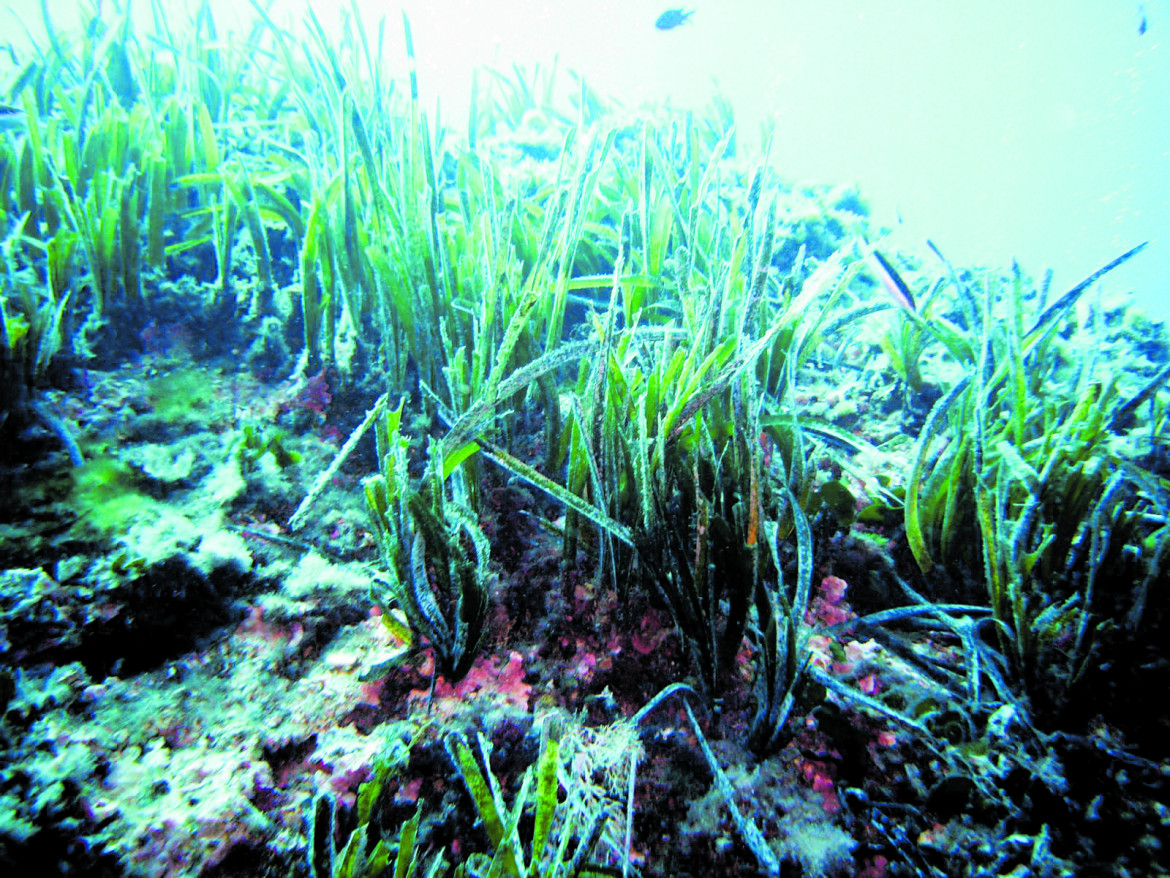 Il mare è vivo e lotta insieme a noi