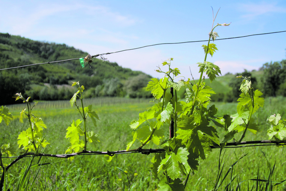 In Emilia vini naturali in fermento