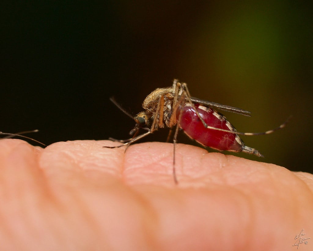 Quella relazione  tra mutamento climatico e rischio epidemico