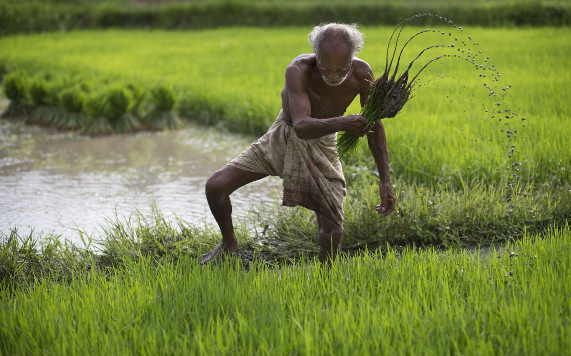 L’India risaia del mondo. Almeno finché dura l’export