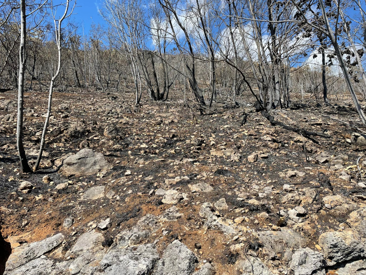 Terra bruciata nel Carso, foto di Vladi Mervic