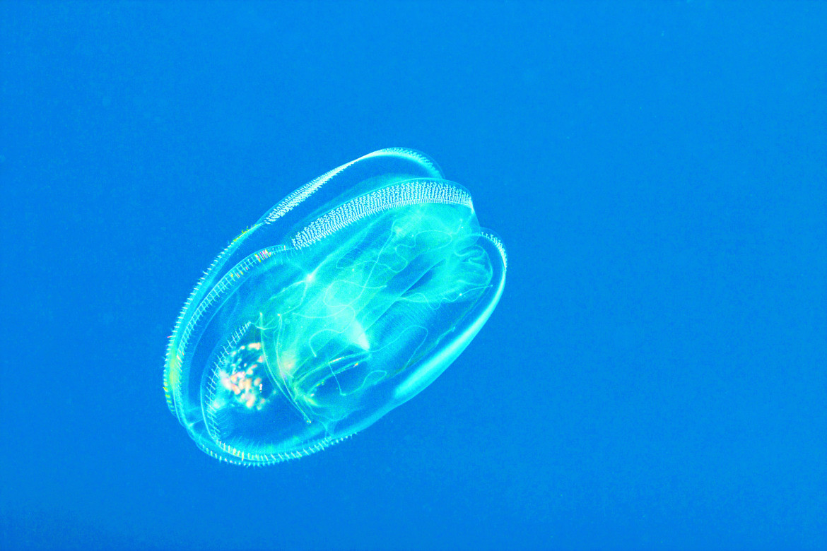 Tappeti di meduse fioriscono in mare