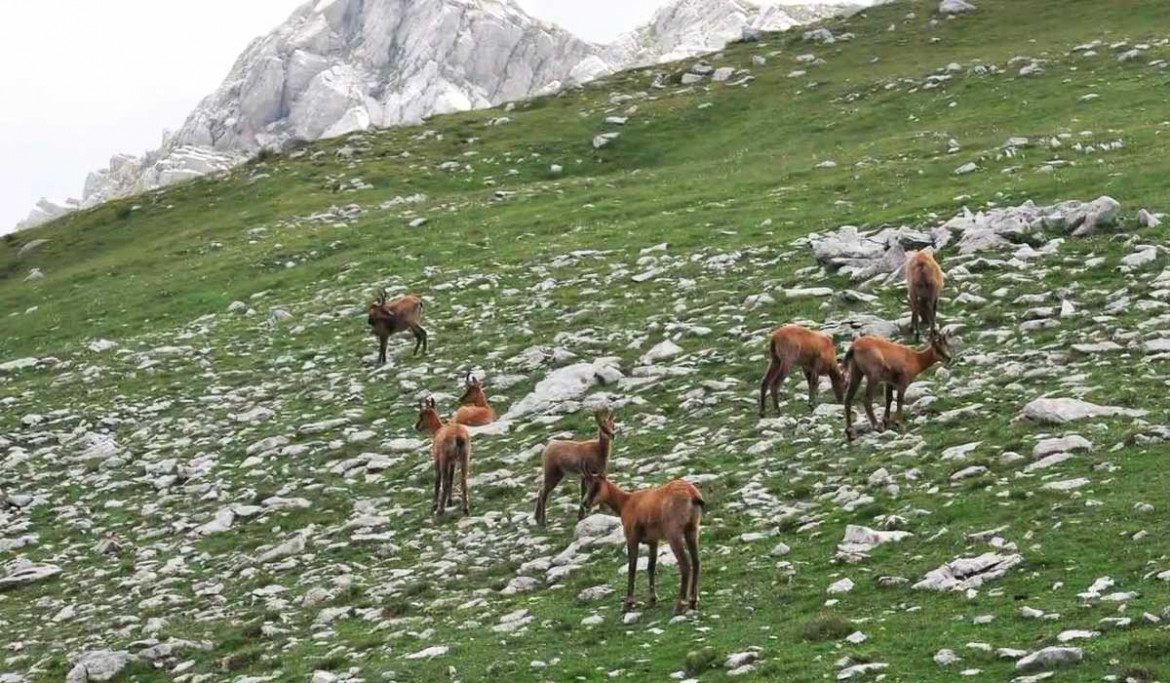 Parchi nazionali, un centenario tra istituzioni e società civile