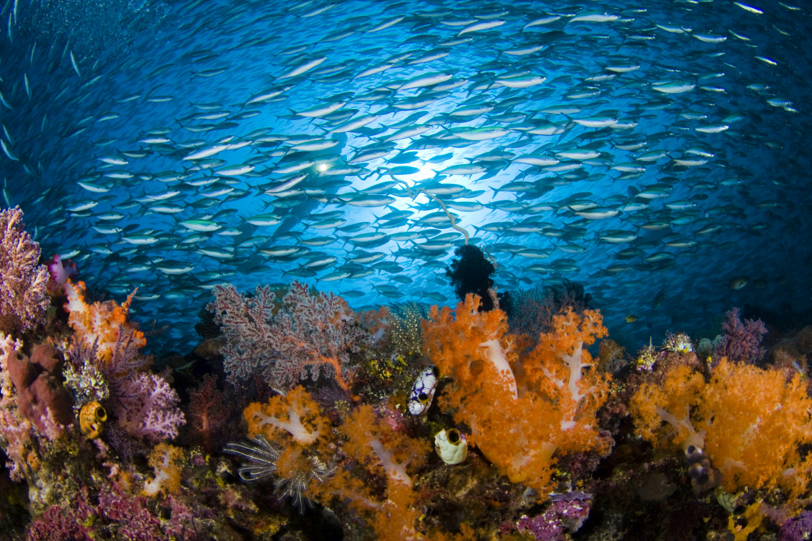 Niente accordo all’Onu, protezione degli oceani in alto mare