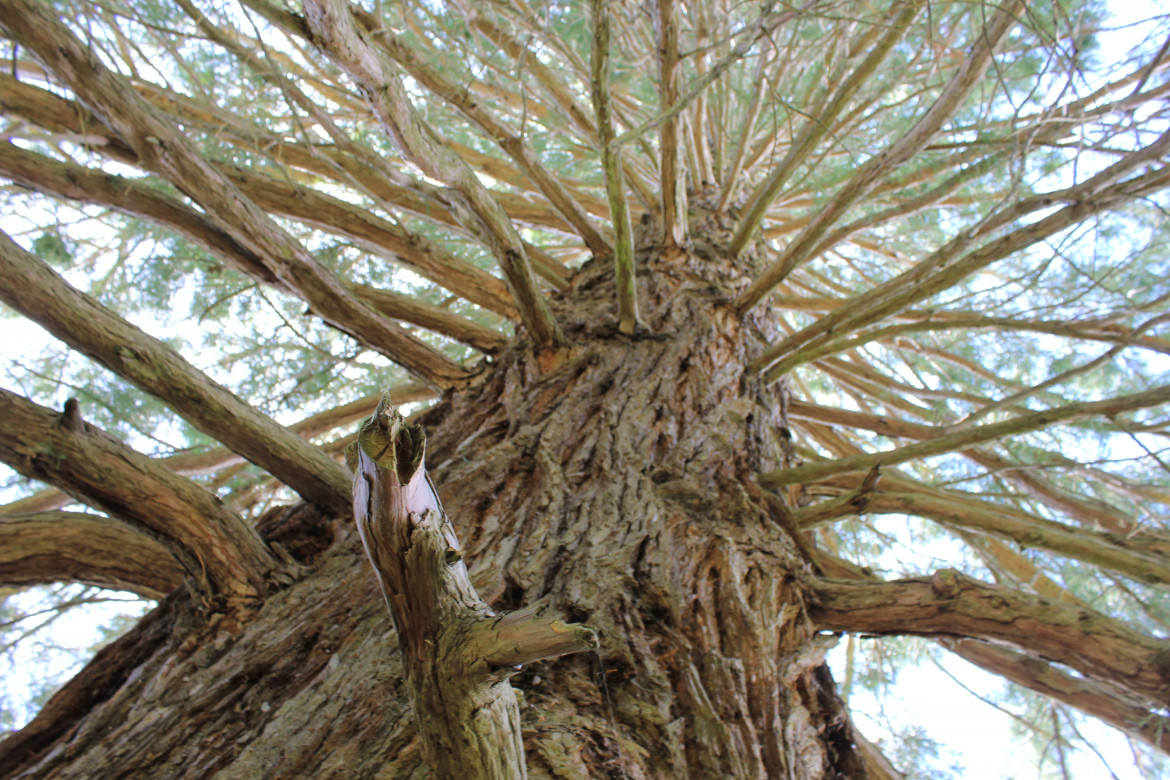 Seguendo il cammino degli alberi monumentali