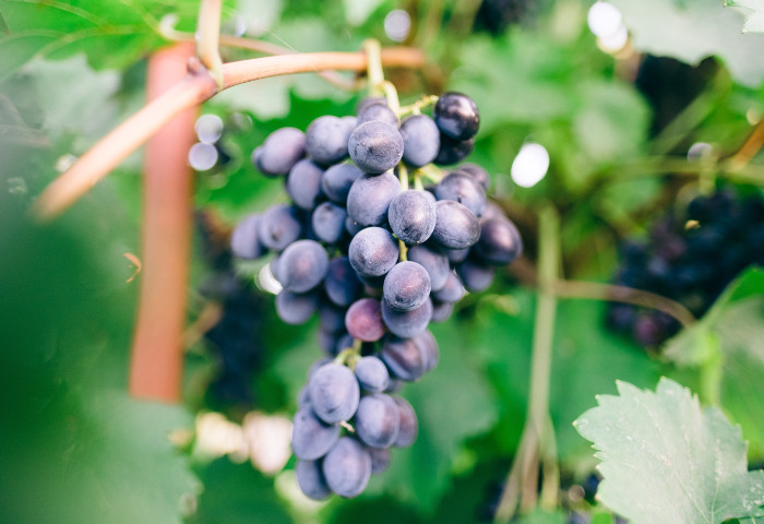 Buoni frutti che fanno bene alla prostata