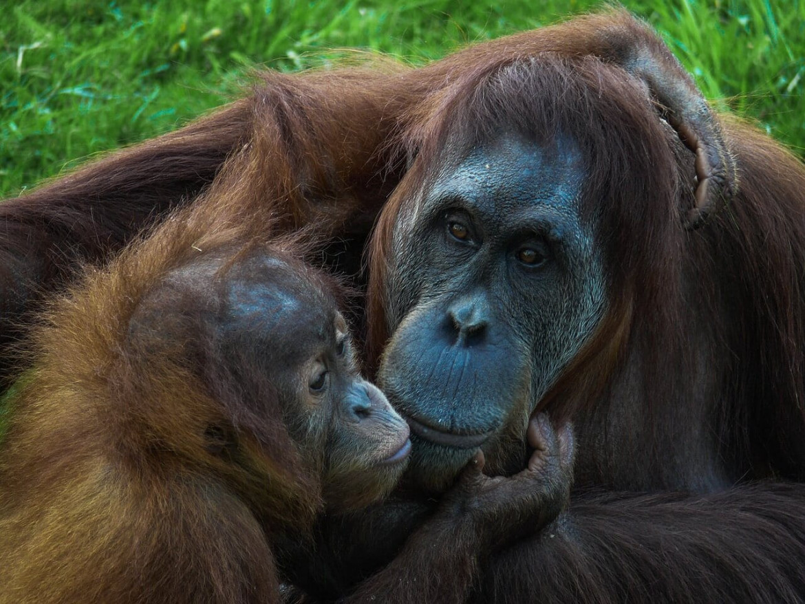 Intelligenza affettiva, il fondamento che unisce tutte le specie