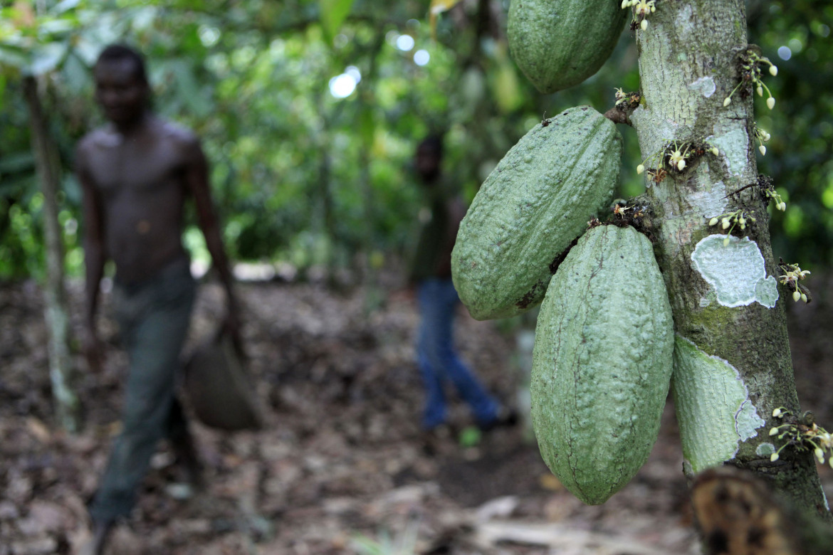 Il prezzo del cacao è amaro, l’Africa passa al boicottaggio