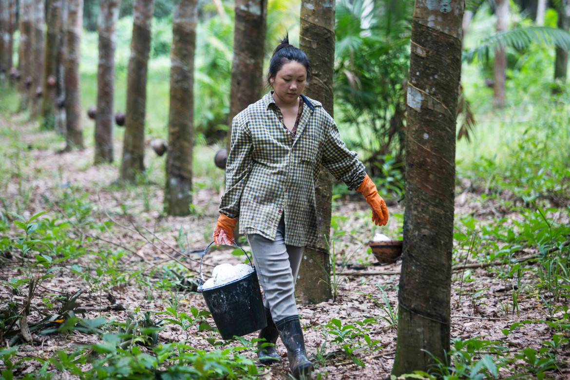 Laos, il nuovo oppio si chiama caucciù