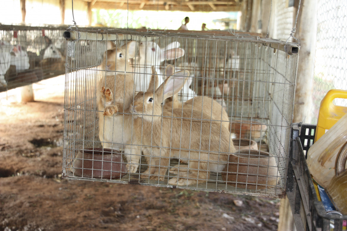 Conigli e quaglie, specie più neglette d’Europa