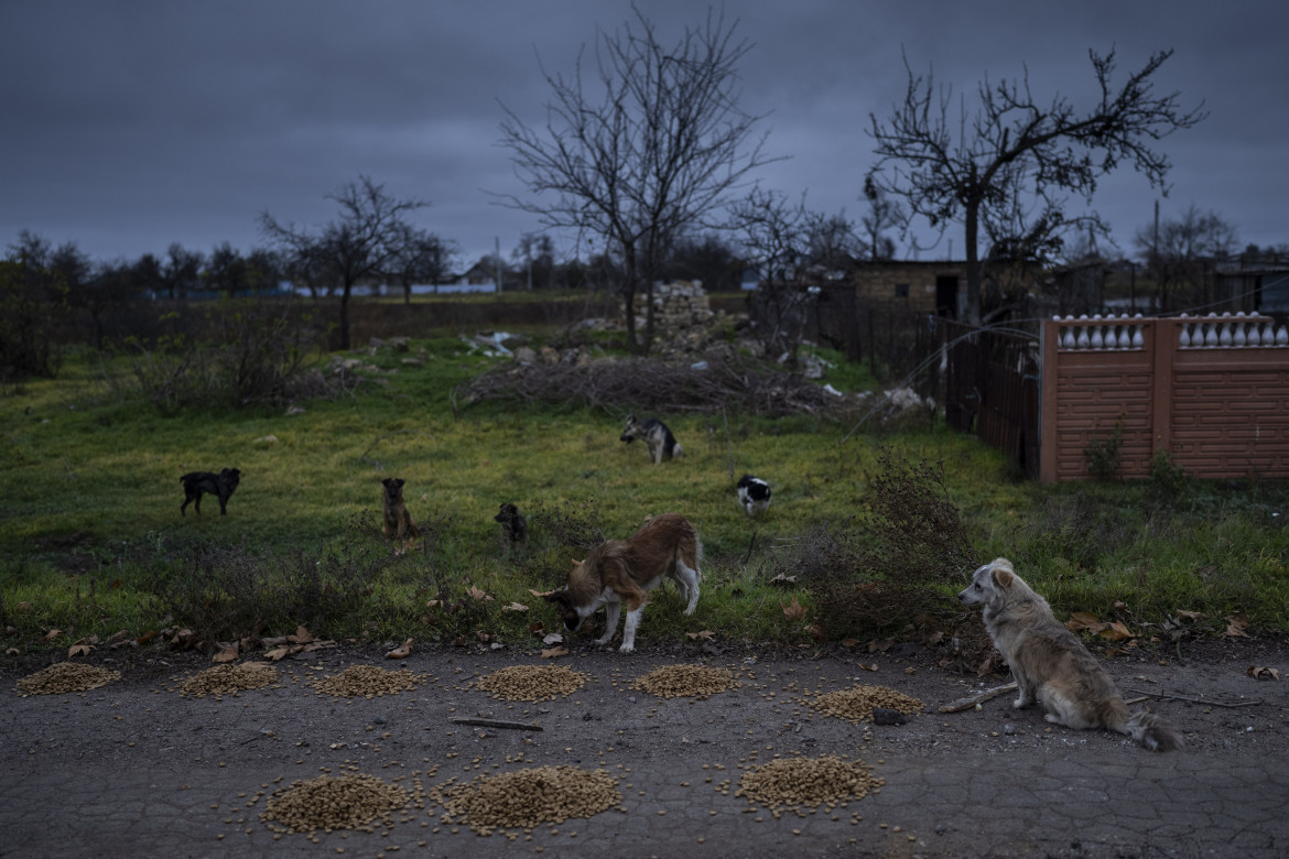 animali domestici Ucraina