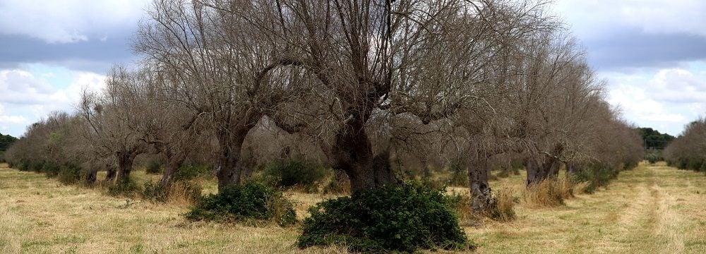 Xylella, eppure c’è stato «Il tempo  dei giganti»