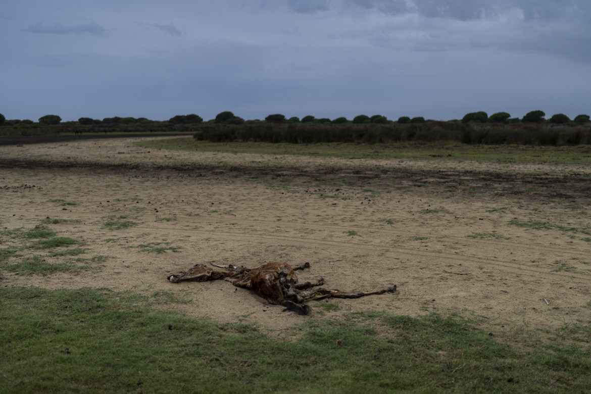 Il parco Doñana è in pericolo, scontro tra Andalusia e Madrid