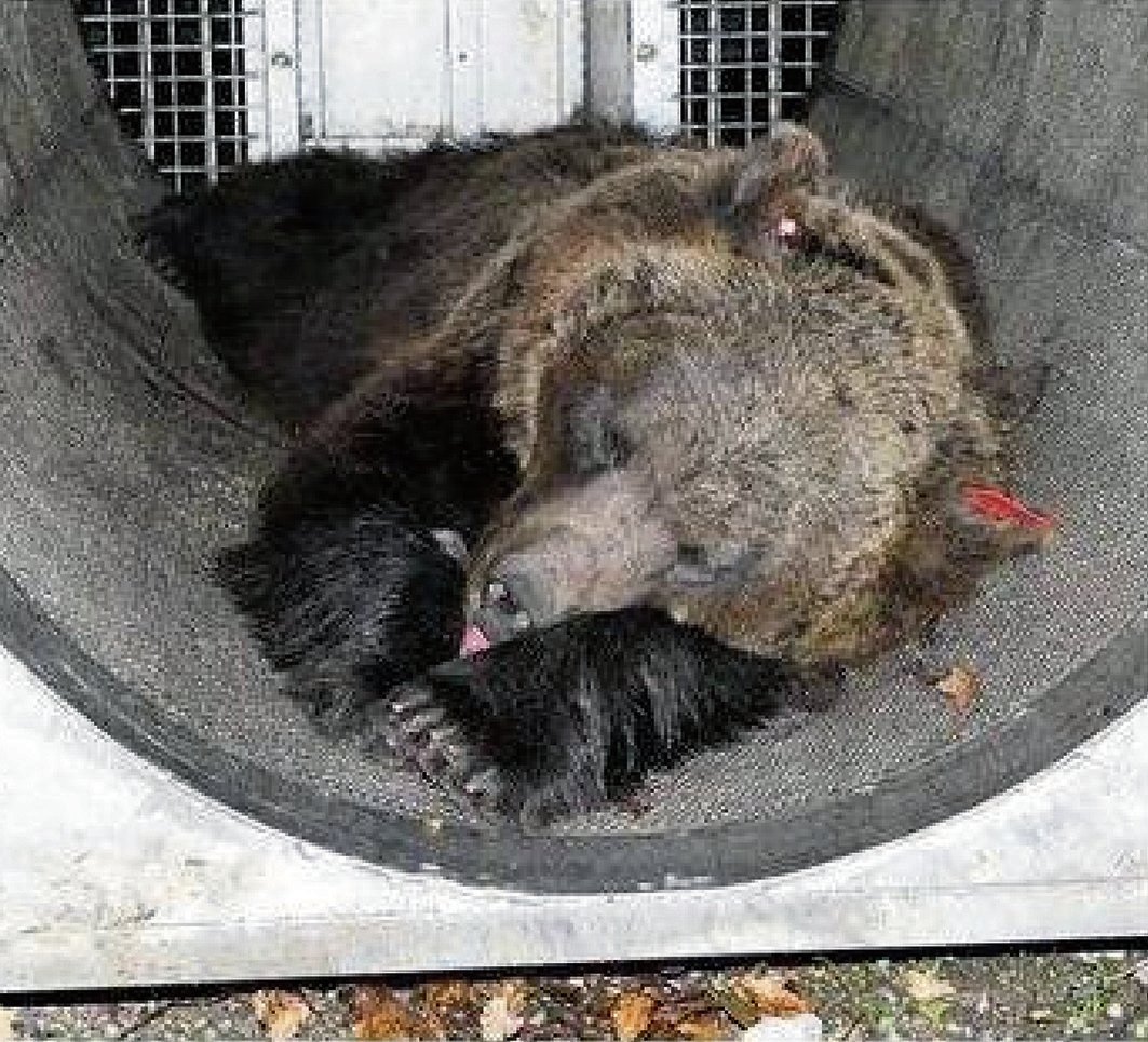 «Troppi tagli di fondi e risorse al Parco dell’Adamello Brenta»