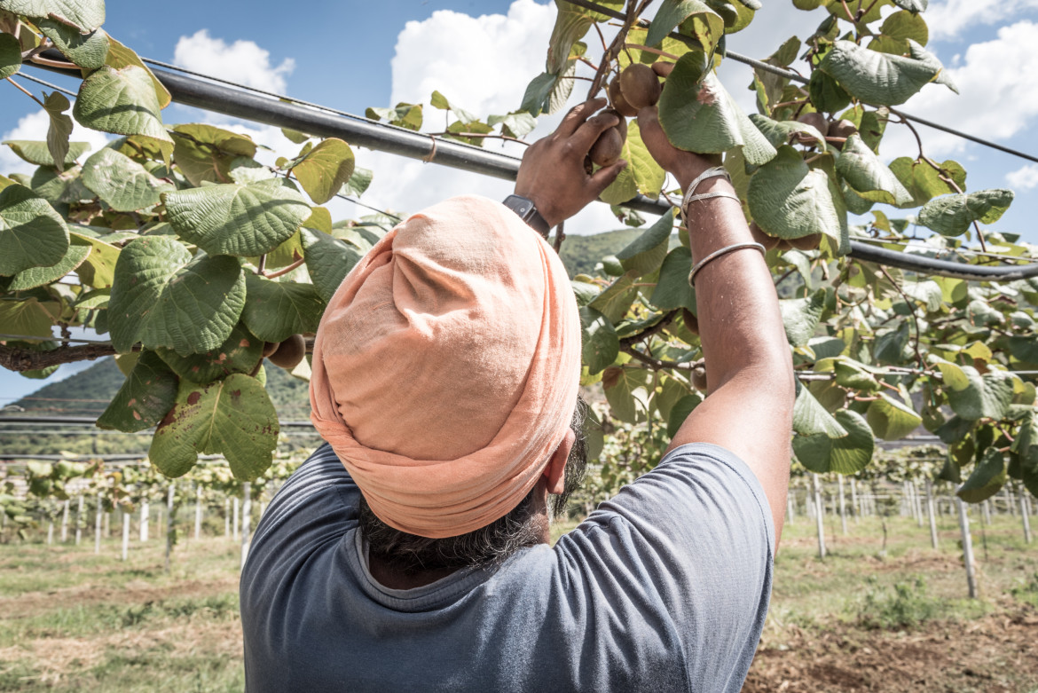 Non è dolce il kiwi italiano per i raccoglitori del Punjab