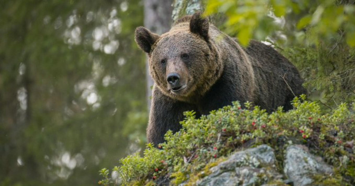 Sulmona difende l’orso e dice no alla centrale