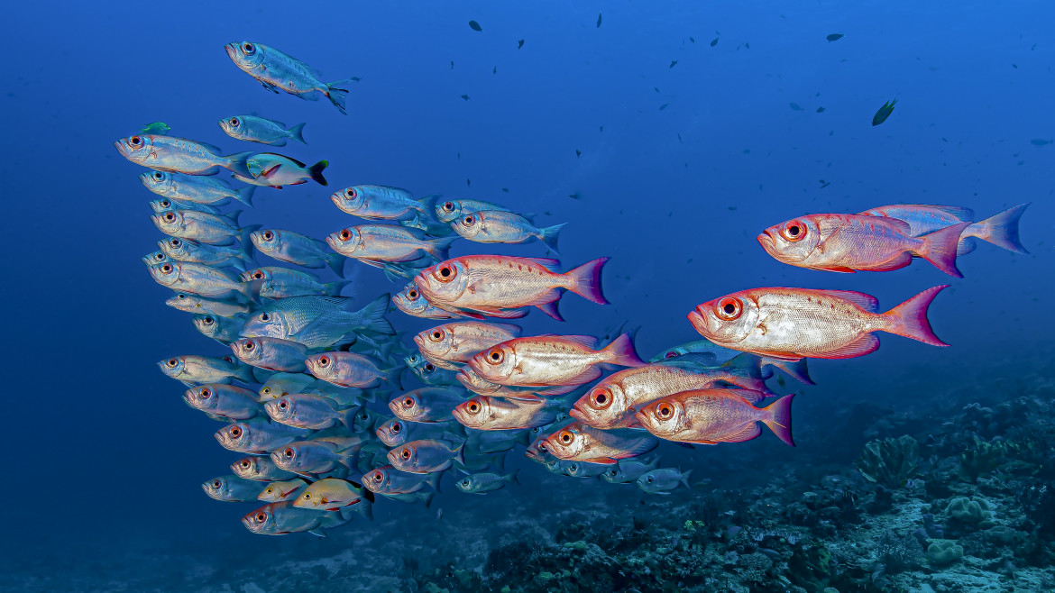 «Meno pesca nel Mediterraneo»