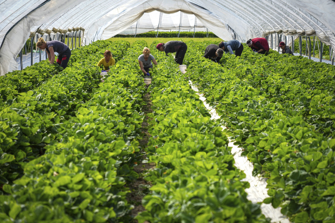 Lo sfruttamento è il motore con cui l’agricoltura procede