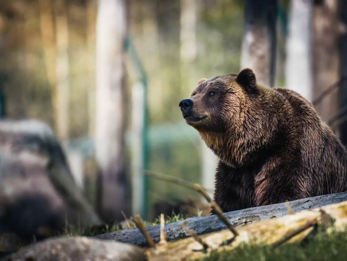 Il tour della coesistenza uomo-orso