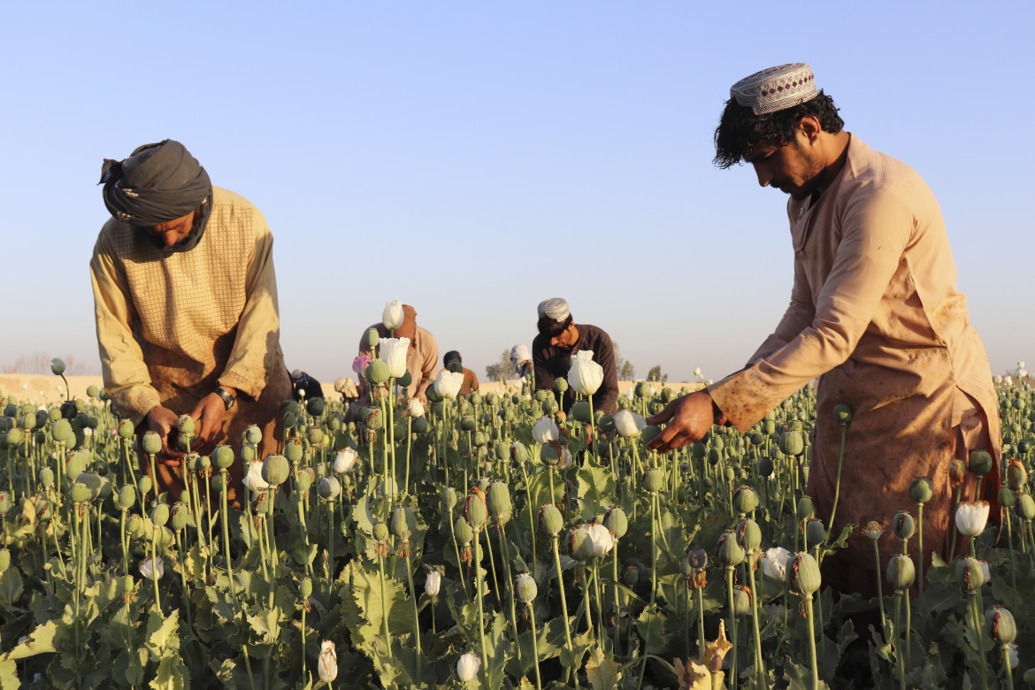 L’oppio afghano non abita più qui