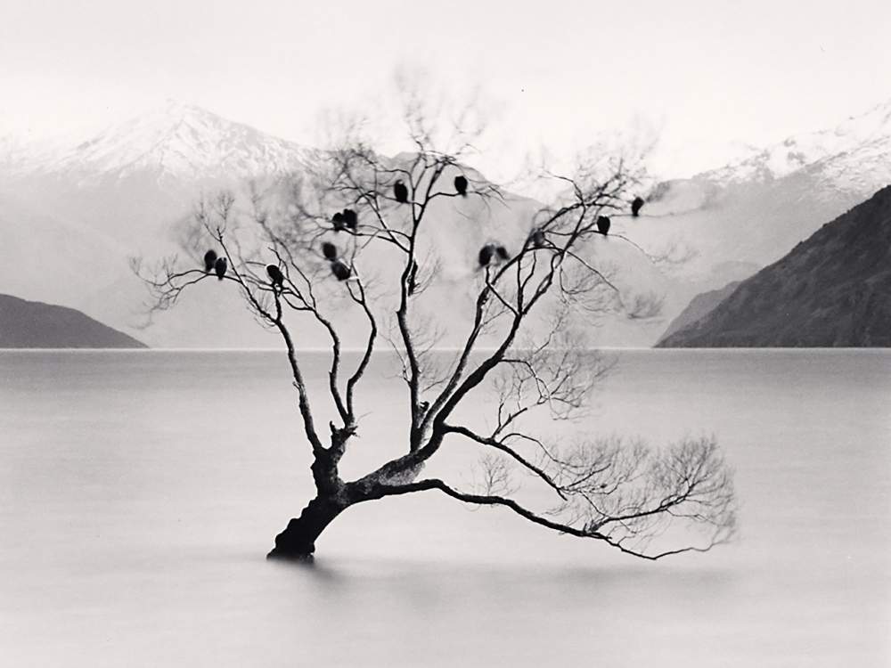 Michael Kenna, alberi