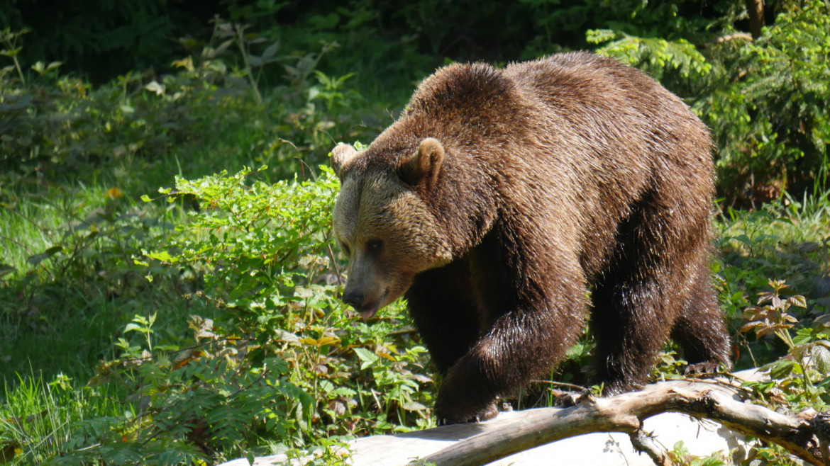 Turista ferito da un orso: «Investire sulla prevenzione»