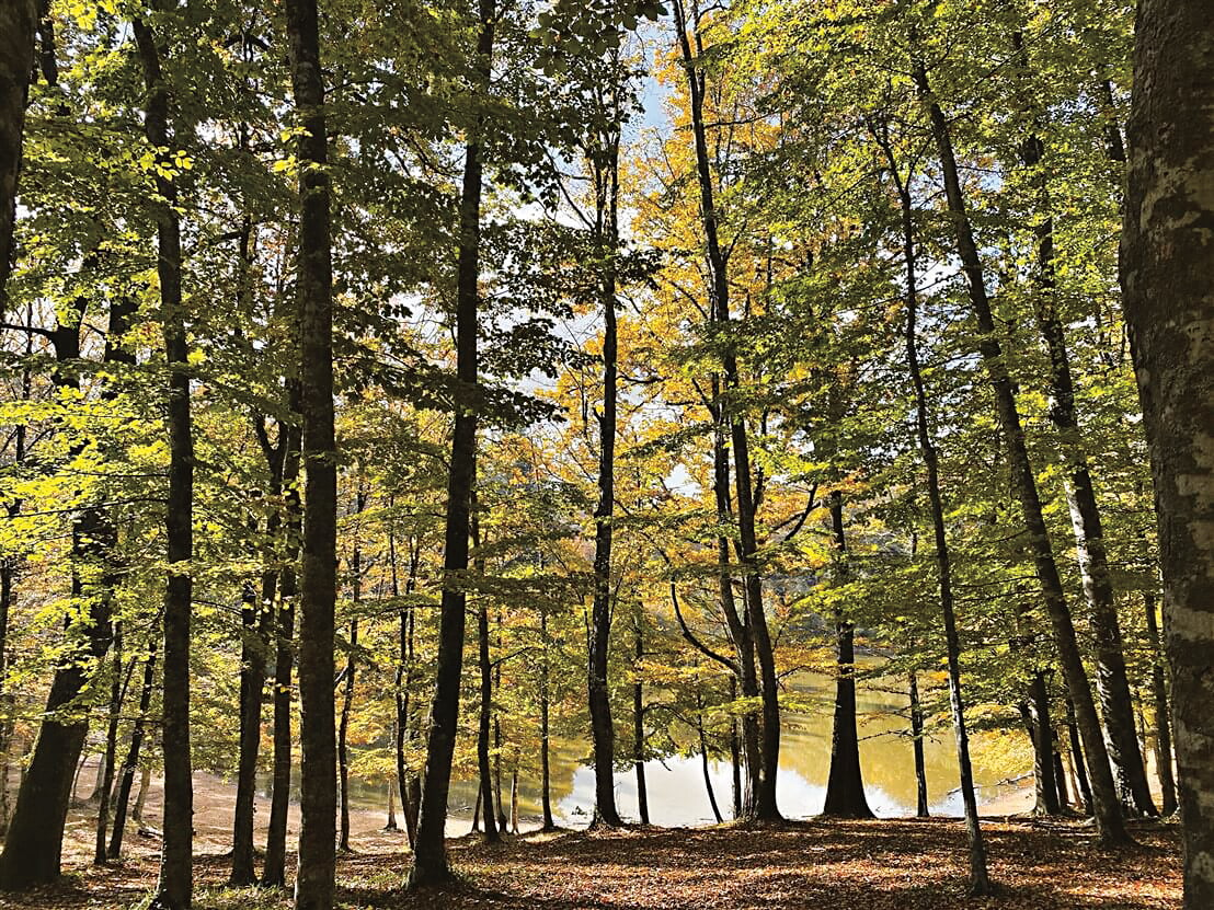 «La Foresta Umbra  protegge dal grande caldo»