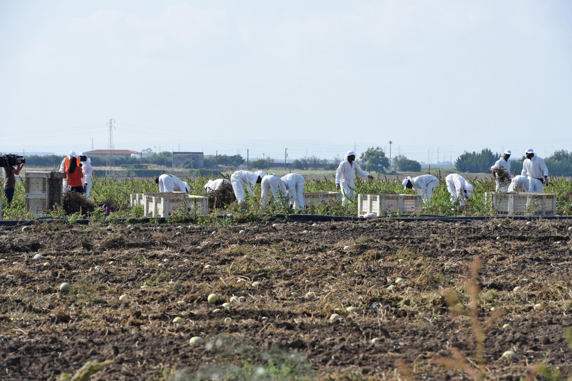 «Cibo e sfruttamento», il caporalato in Lombardia