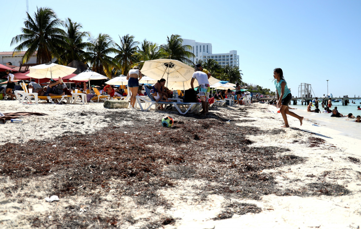 Sargasso, una macchia nera soffoca il Caribe messicano